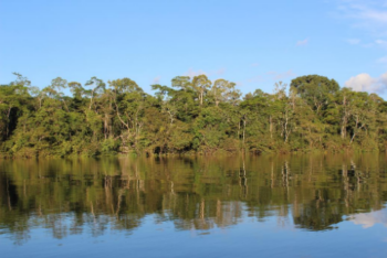 trees and water