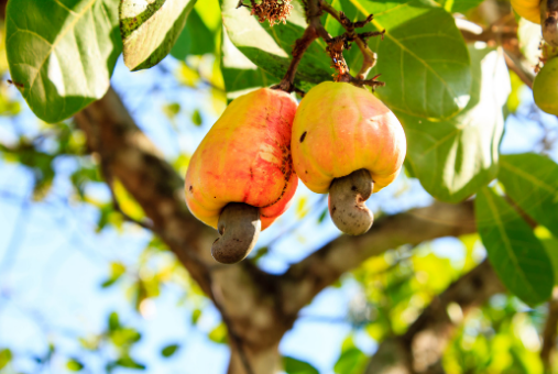 cashew plant