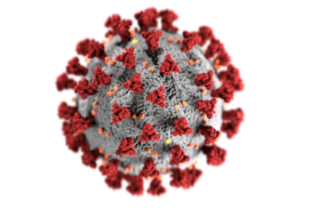 Coronavirus molecule