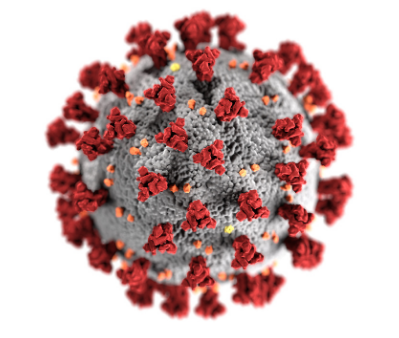 Coronavirus molecule
