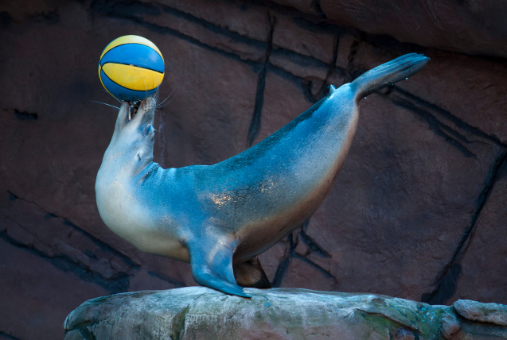 Seal with a ball