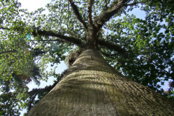 Sumauma tree seen from below