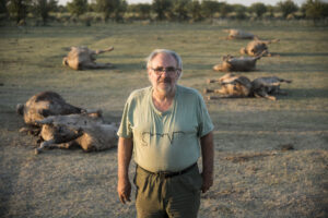 Man standing in front of dead cattle
