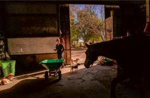 The Night of the Horses: South America’s Largest Equine Rescue