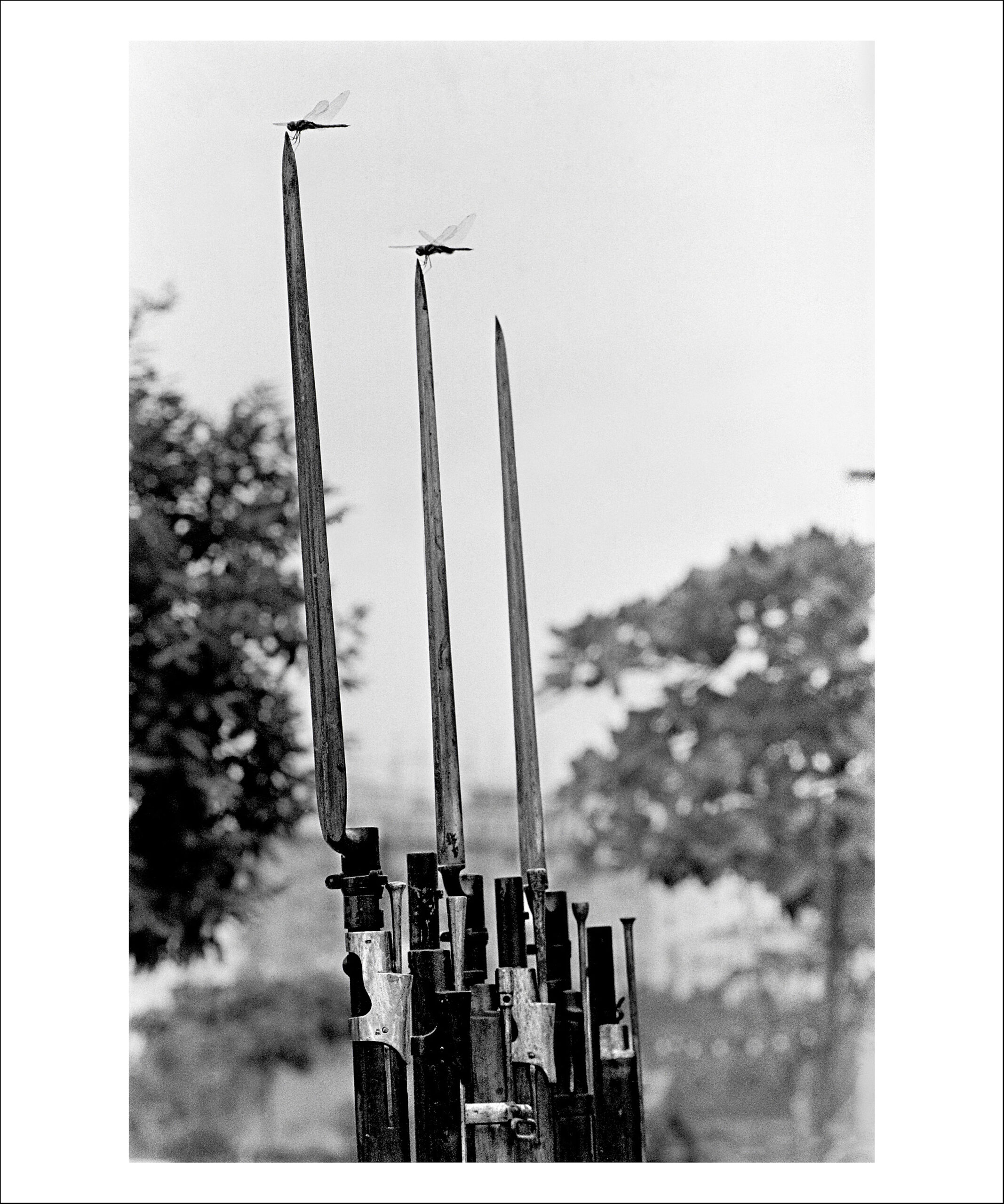 Black-and-white photo by Evandro Teixeira capturing dragonflies perched on the bayonets of rifles, symbolizing resilience during Brazil’s military regime