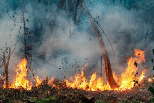 Wildfire in trees