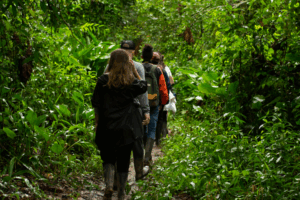 People walking through the rainforest