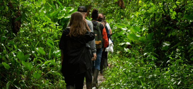 People walking through the rainforest