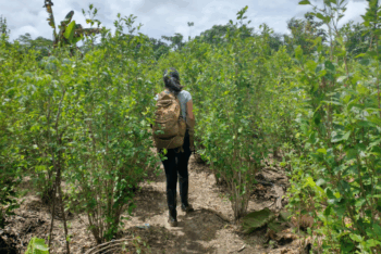 A woman in the middle of coca crops on the border with Brazil and Peru.