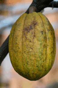 Cacao Pod